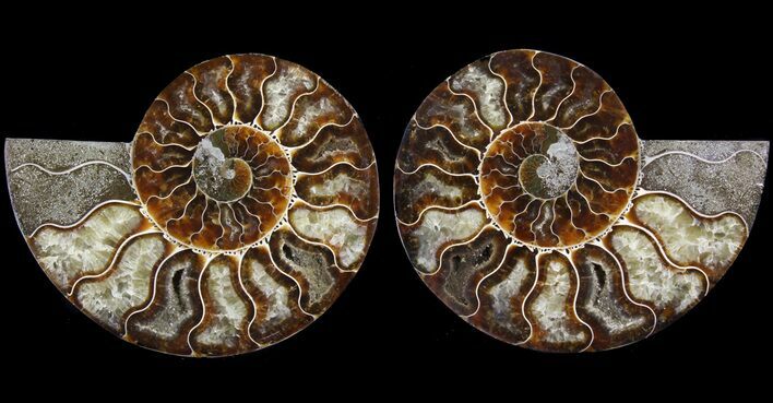 Polished Ammonite Pair - Agatized #64880